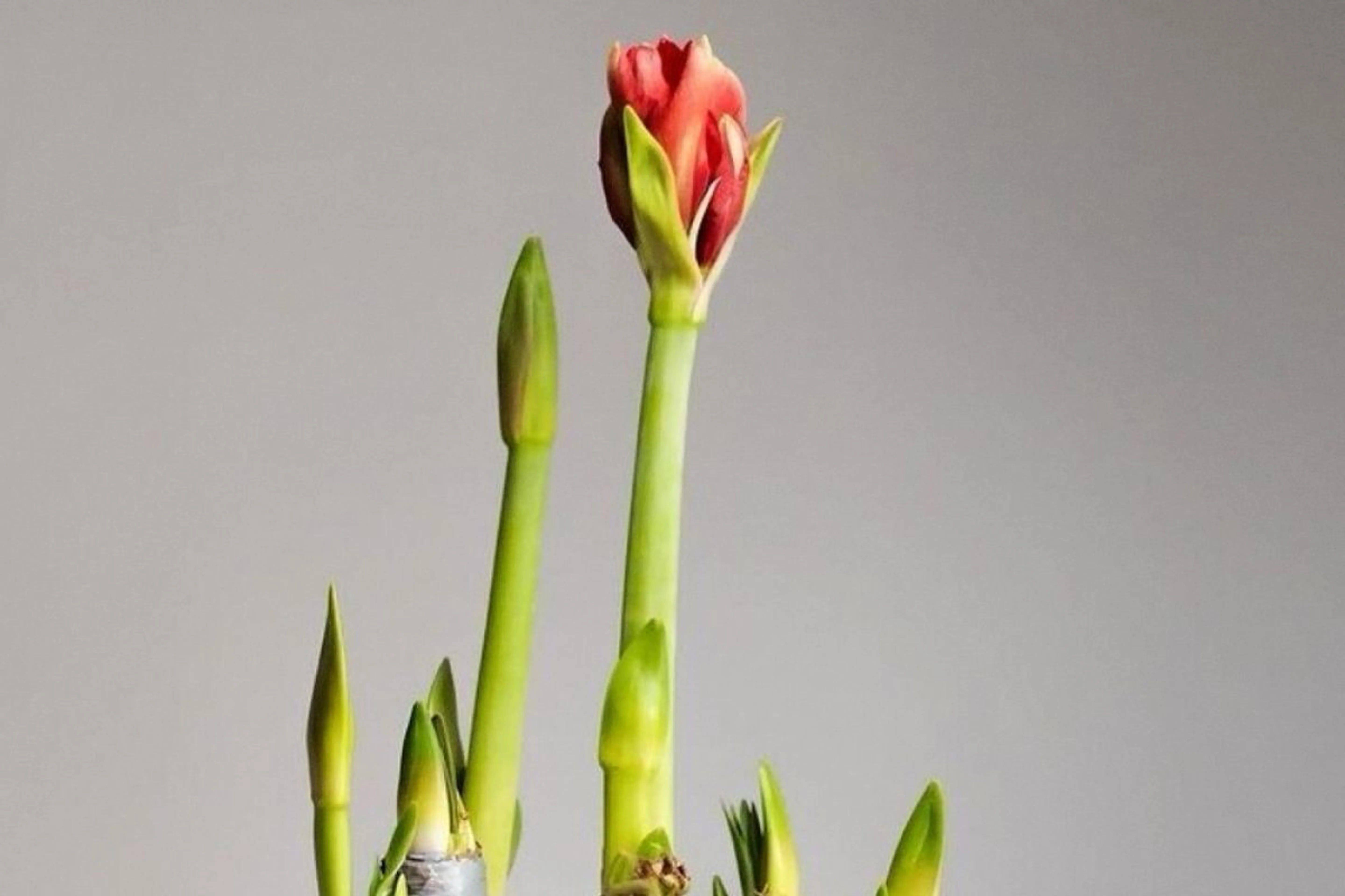 Фото из архивов Flowwow