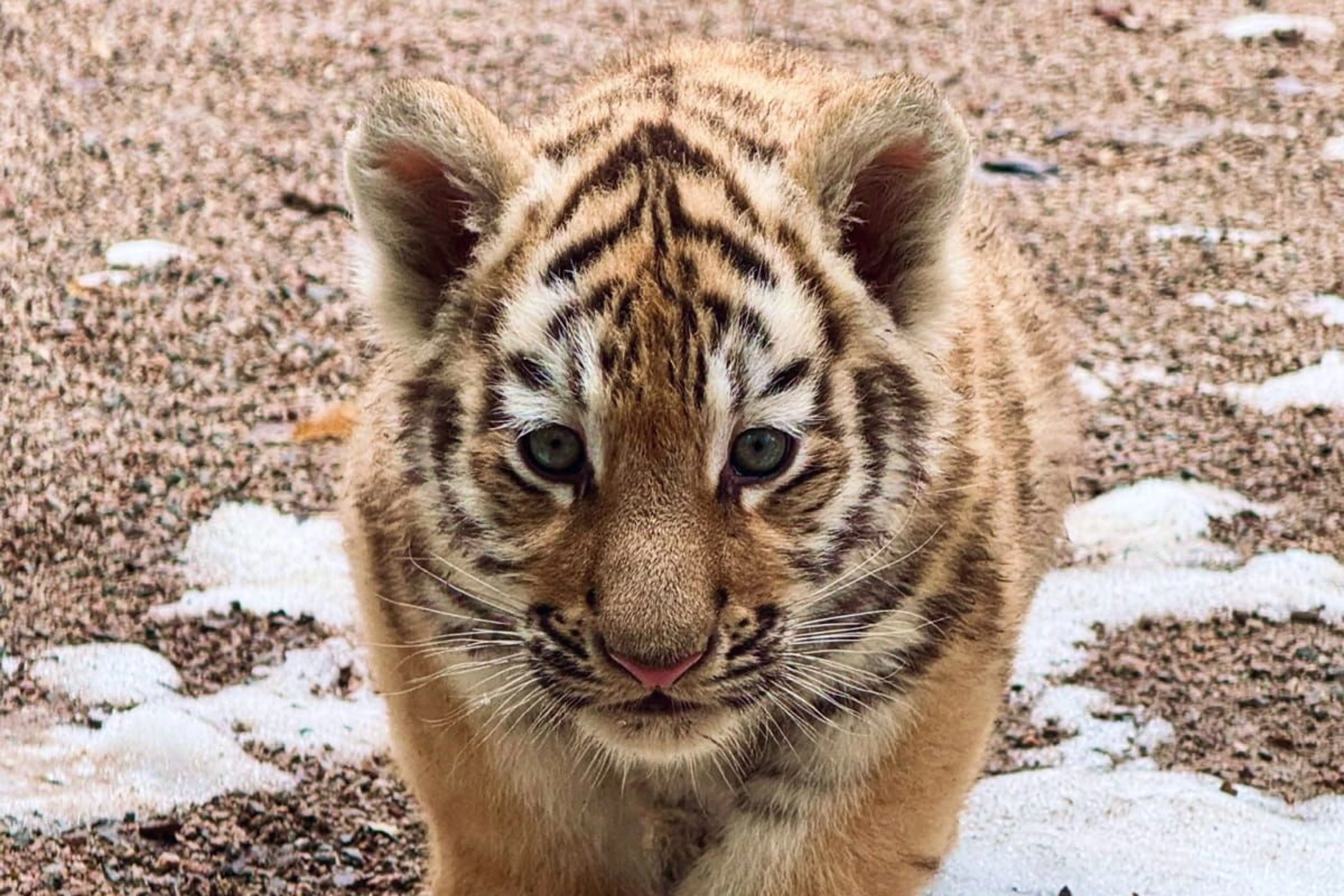 Facebook / Акимат Алматы&nbsp;