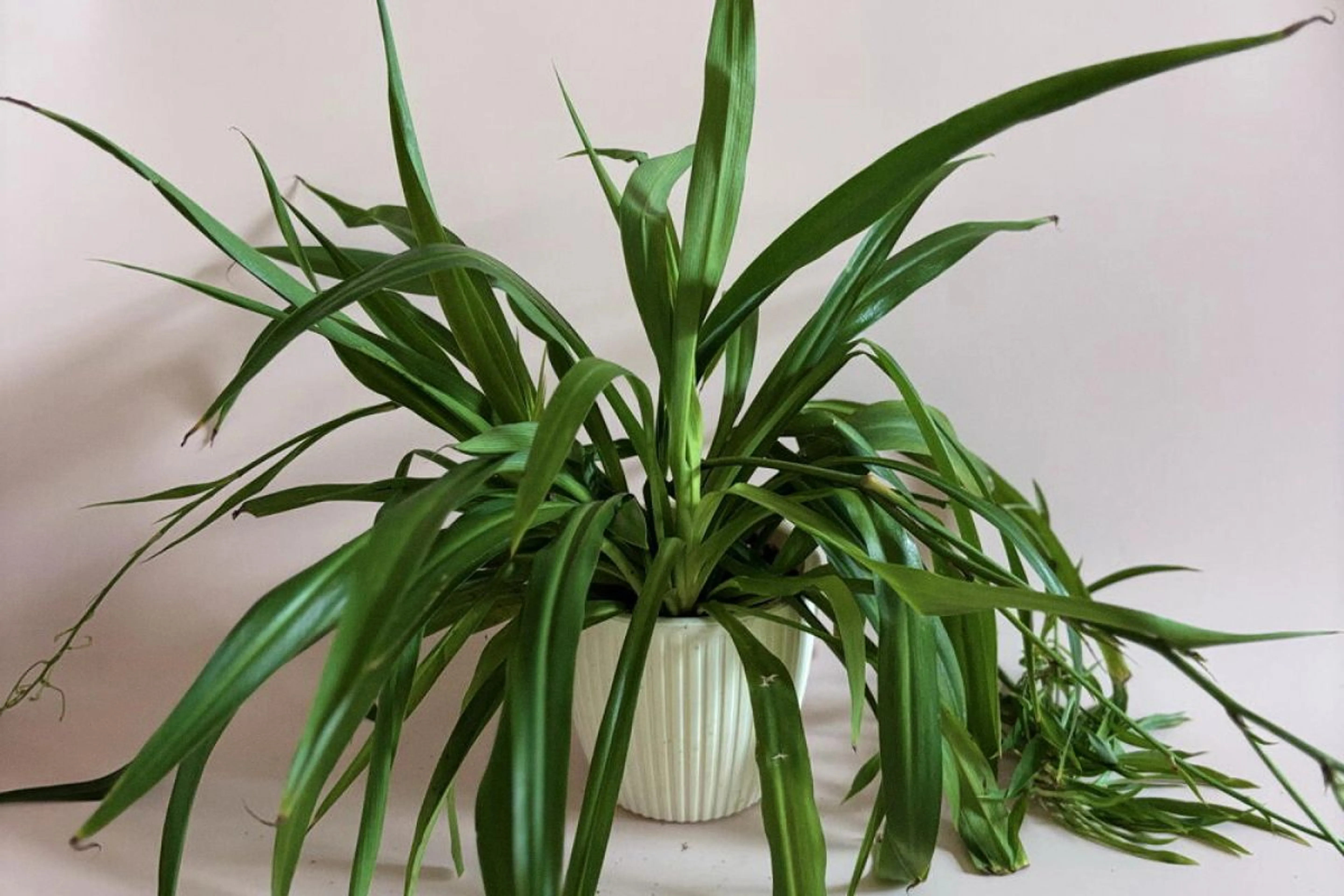 Фото из архивов Flowwow