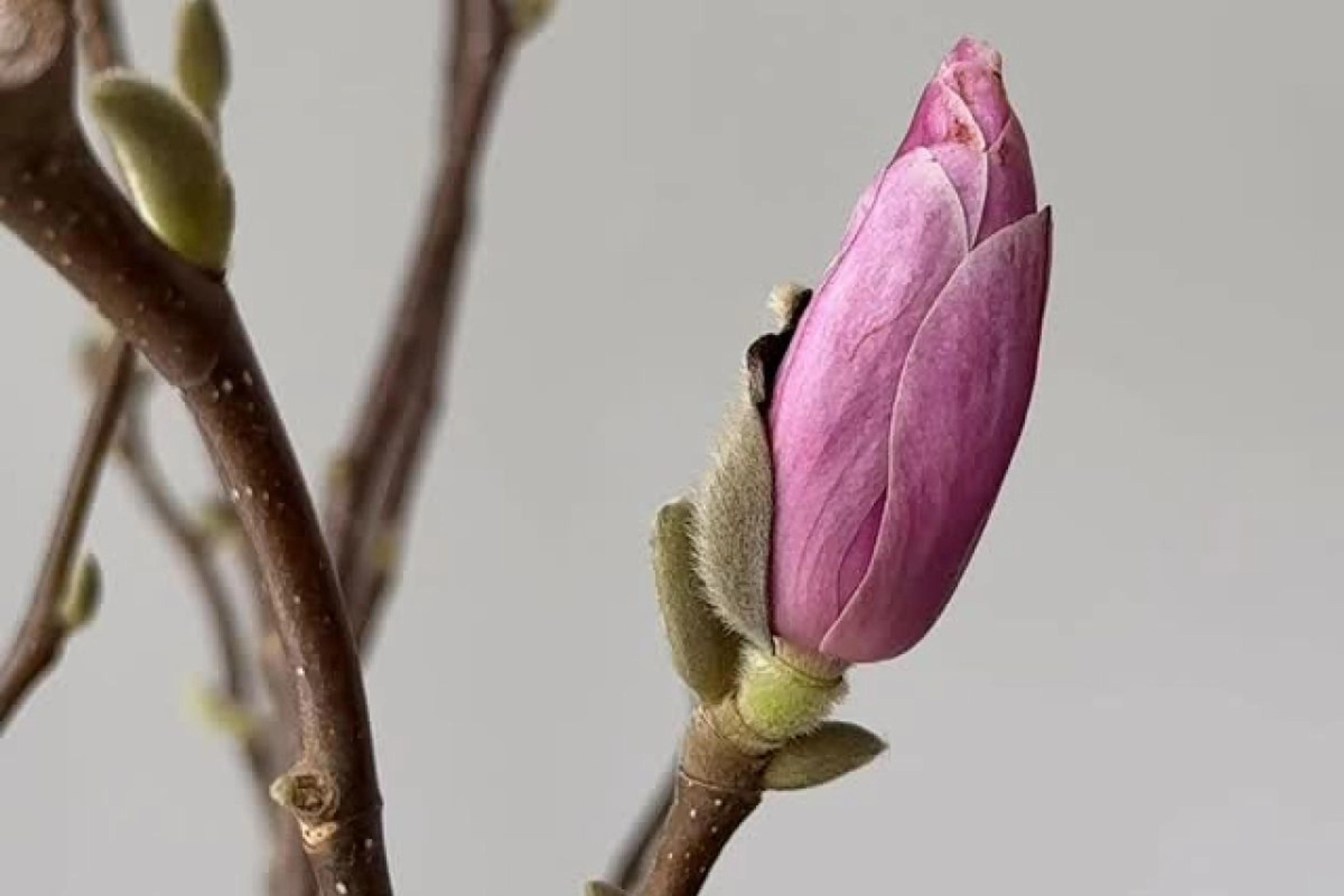 Instagram / gulderiki