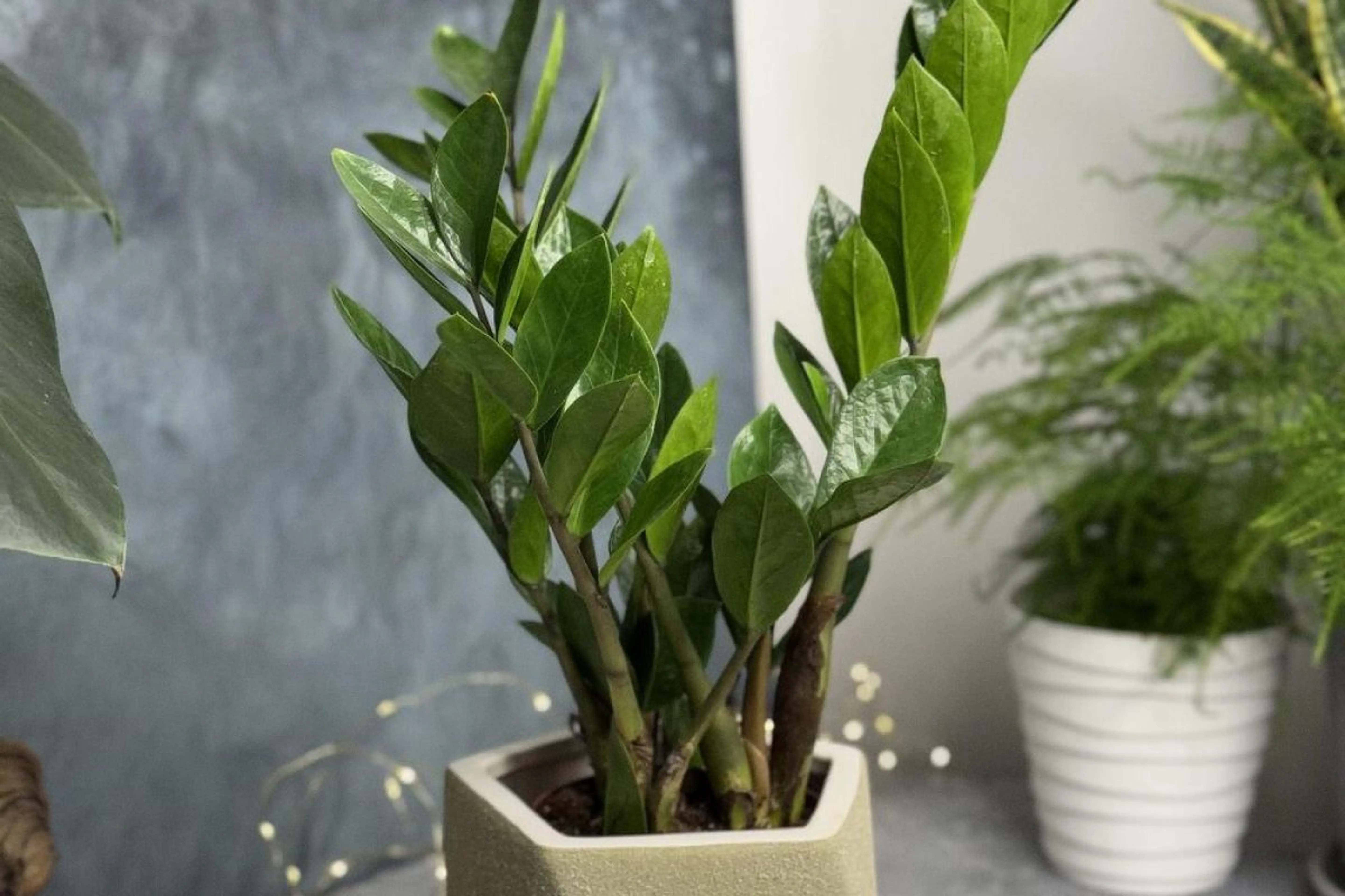 Фото из архивов Flowwow