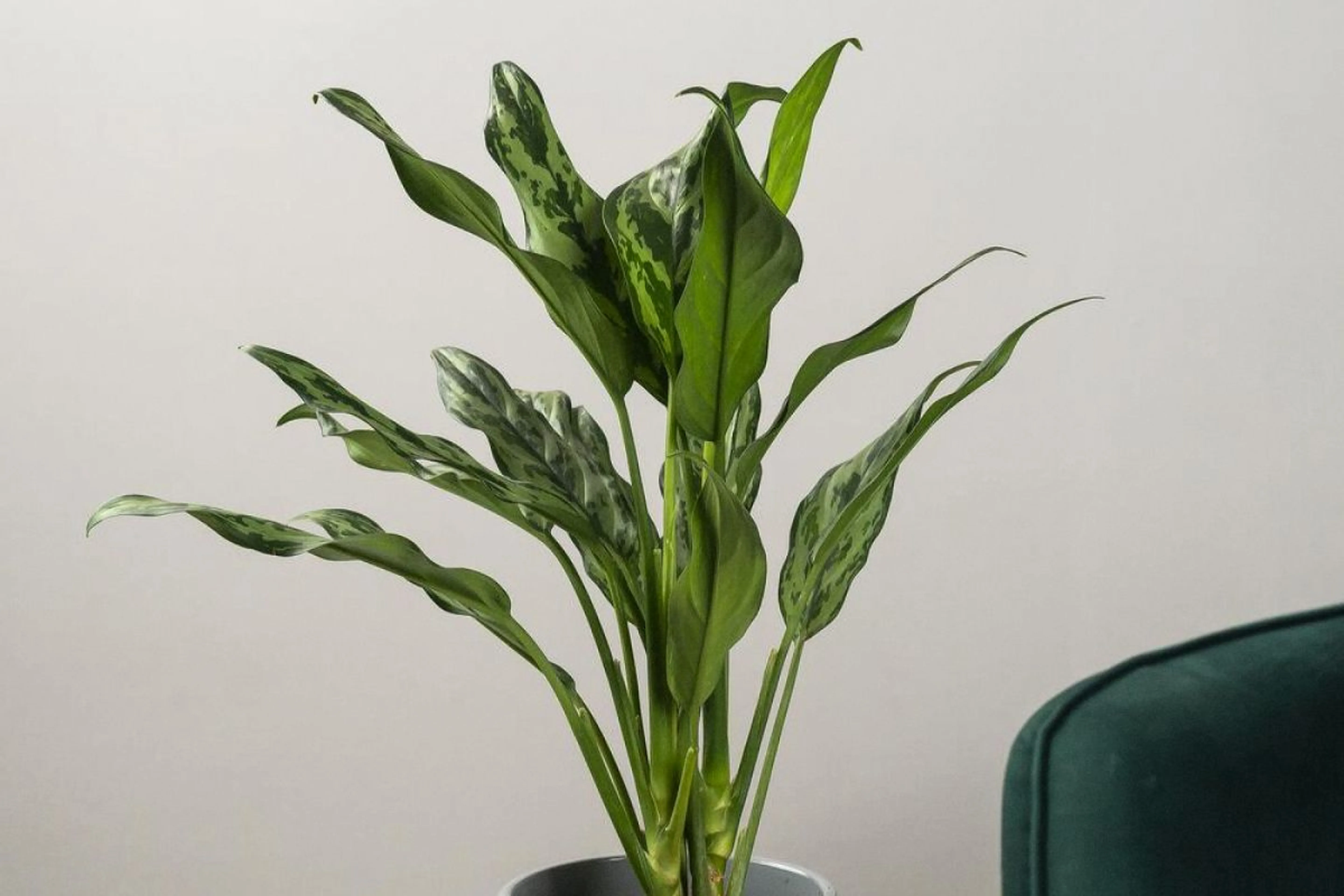 Фото из архивов Flowwow