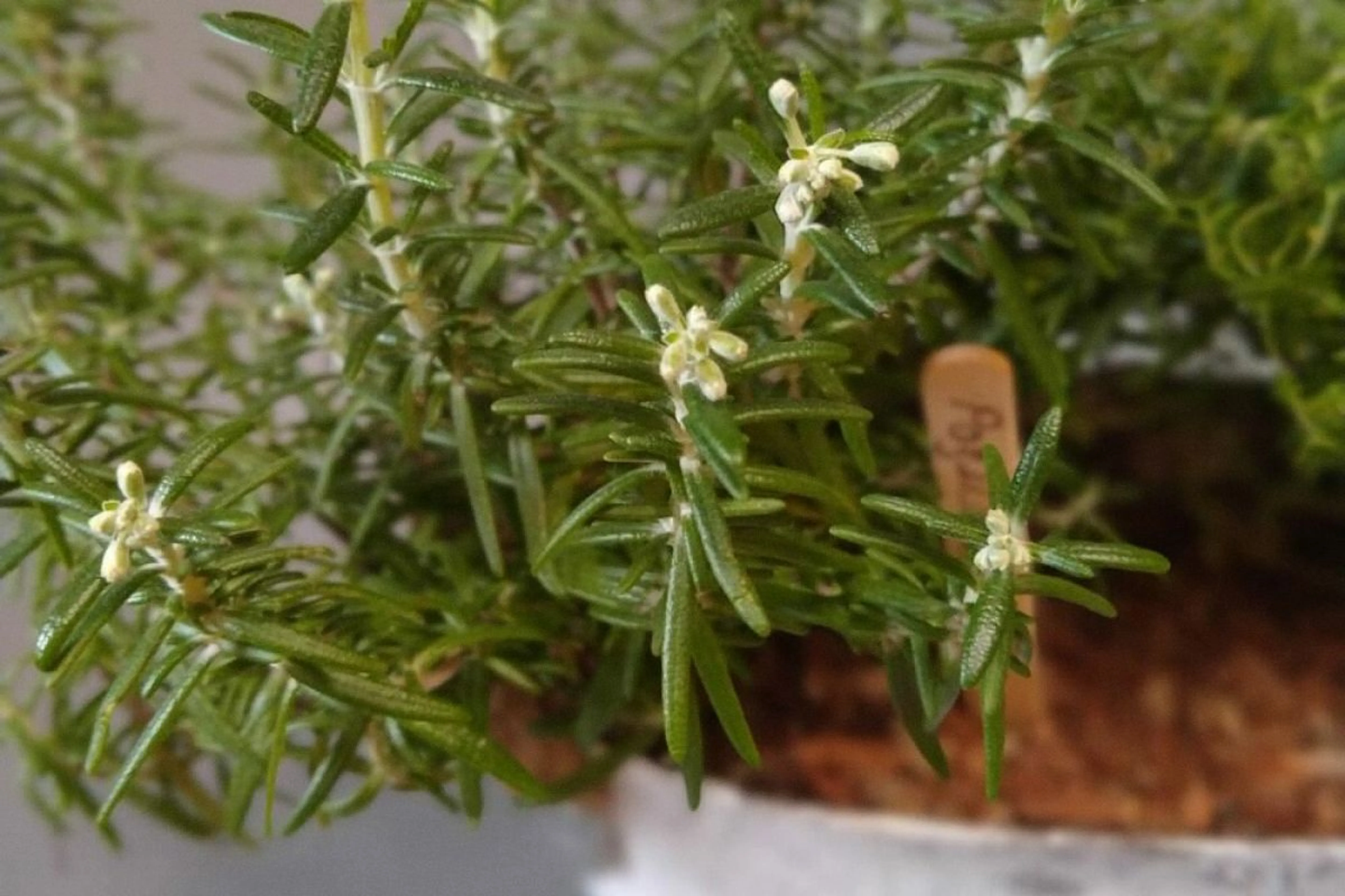 Фото из архивов Flowwow