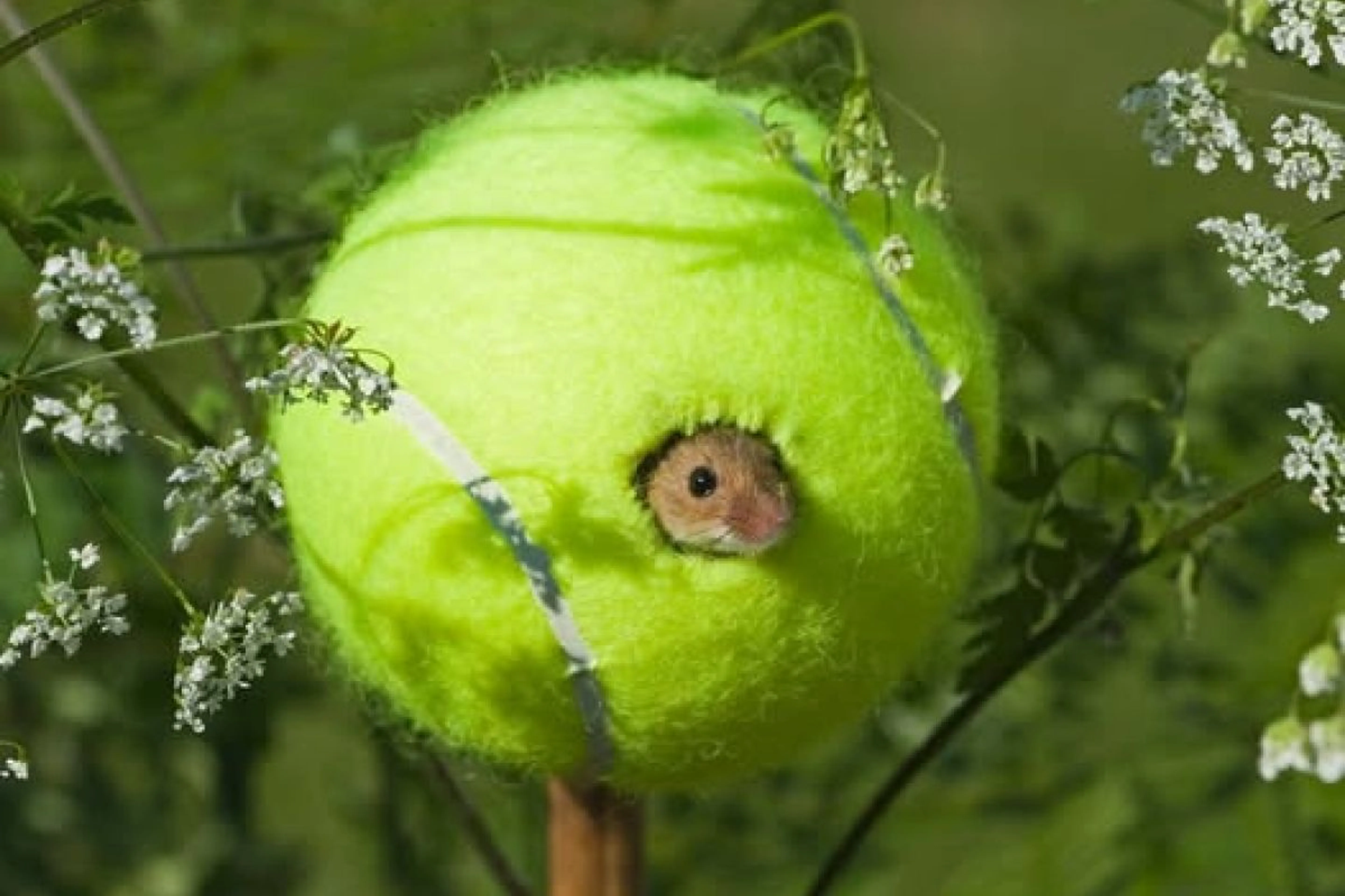 Facebook / The Wildlife Trusts