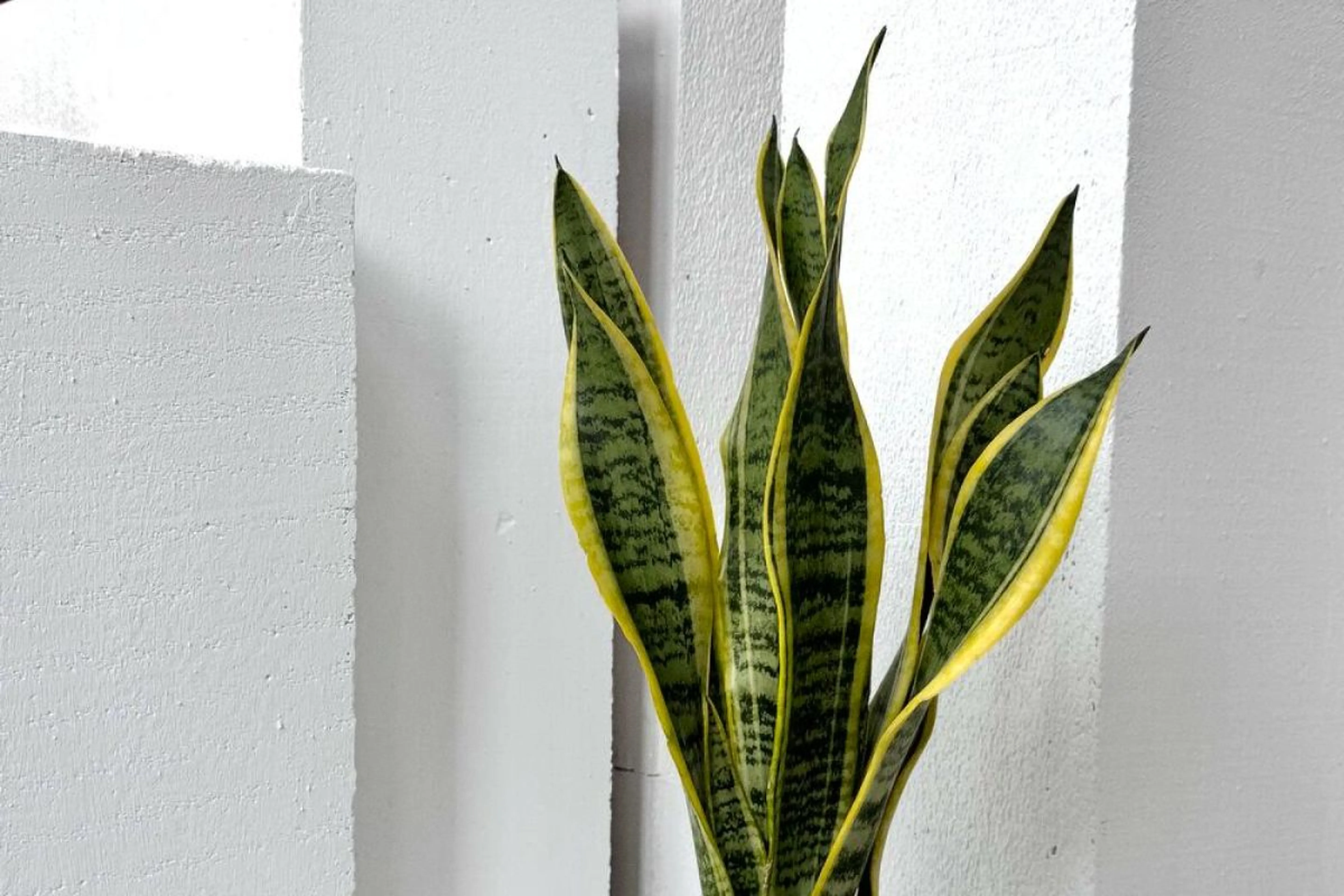 Фото из архивов Flowwow