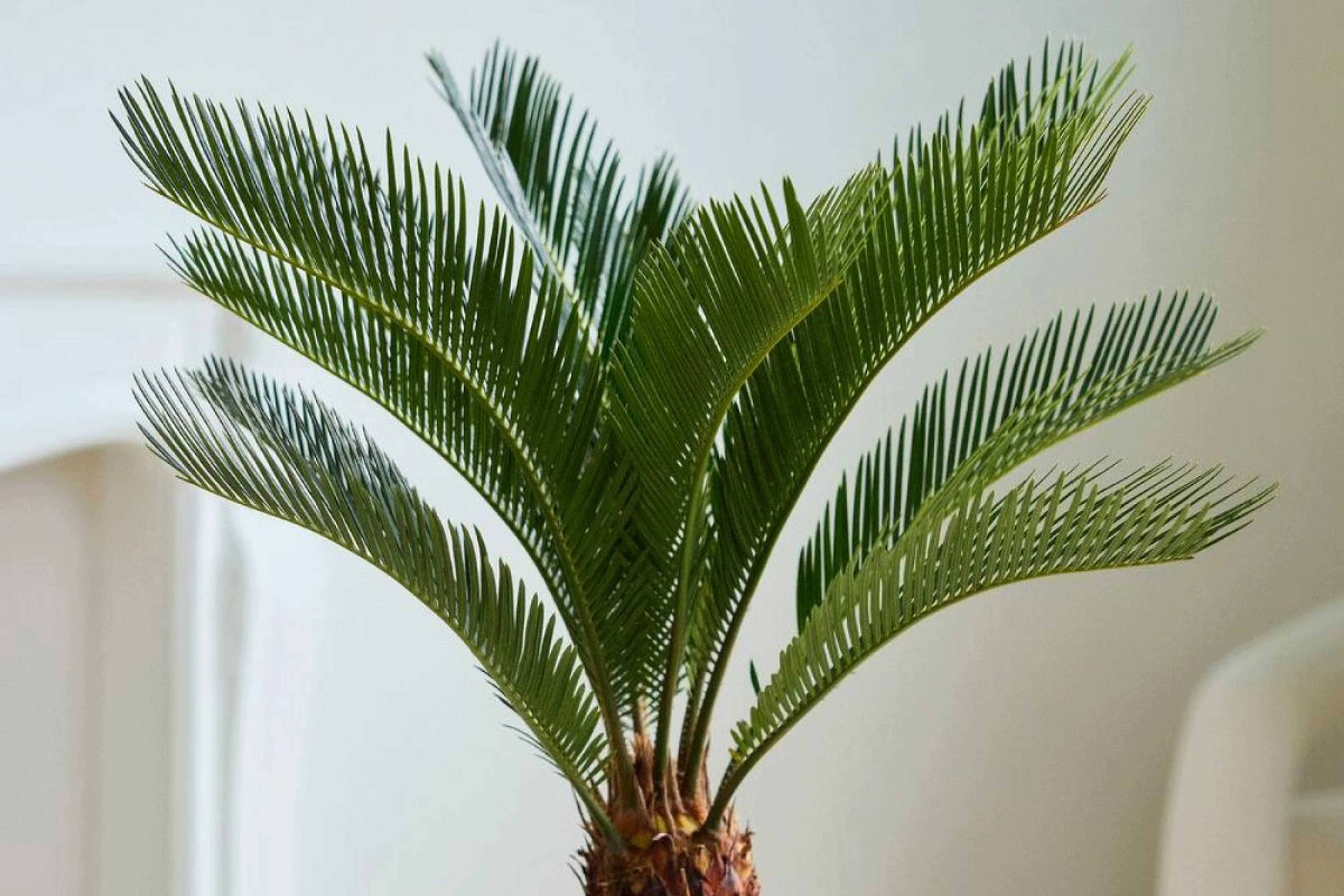 Фото из архивов Flowwow